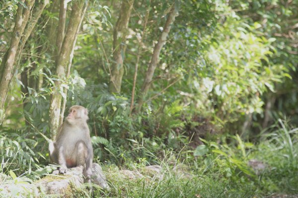 福山植物園-生態天堂1088833