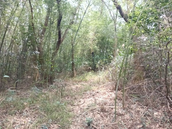 竹東鎮柯子湖山福隆步道稜線路+腰繞路P字走3013374