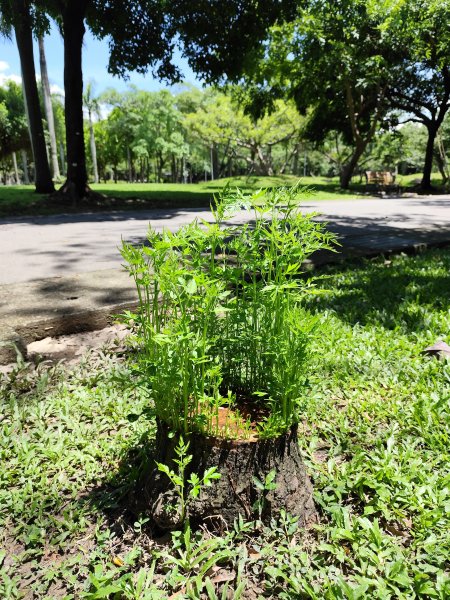 大安森林公園【走路趣尋寶】【臺北健走趣】2578213