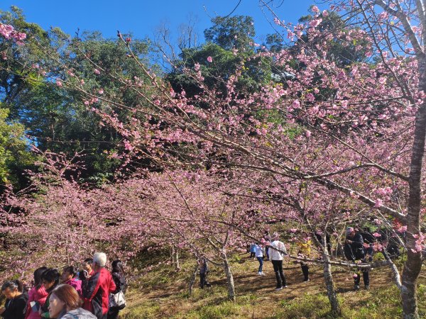 藤枝山+櫻花公園賞櫻花798362