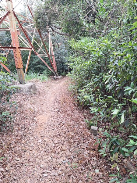 飛龍步道(崇聖亭起登)202401222696342