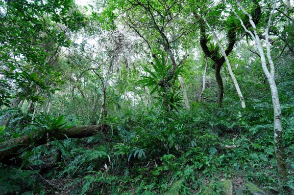 新北 新店 直潭山、二龍山2703898