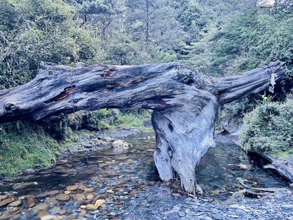 【百岳｜南二段】五天四夜晴空萬里的南二段！嘉明湖、黃金大草原、大水窟山屋、八通關古道盡收眼底1997693