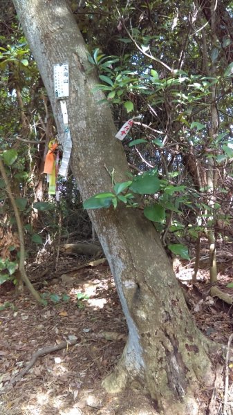 【臺北親山拓印趣】天母山天母古道白雲瀑布918668