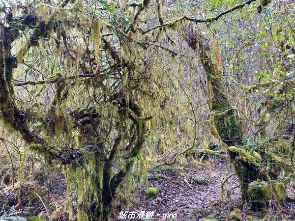 【宜蘭大同】走入南山部落魔法森林秘境。 羅葉尾溪步道2022020