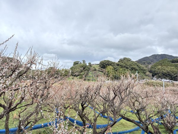 熊野古道中邊路D1 紀伊田邊、潮見峠O繞 2025.3.162744369