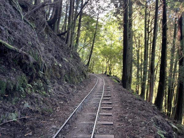 [嘉遊好步道．來嘉走走-06/10] 2024_1012 特富野古道2625205