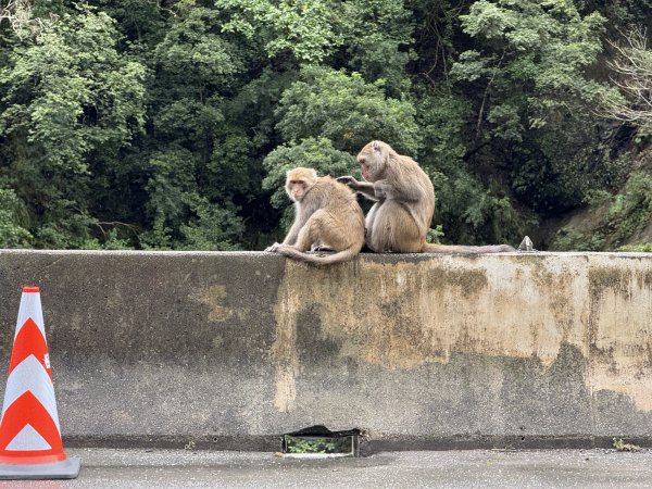 登仙橋賞猴2704786