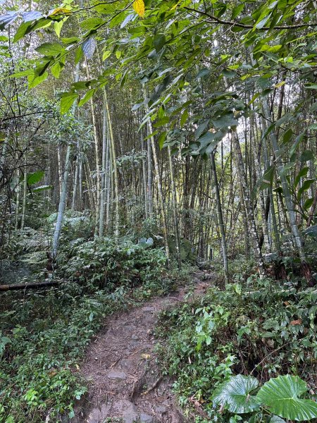 陡上陡下的溪頭鳳凰山1872912