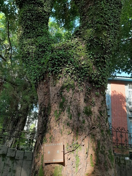 小百岳 No.19鳶山 6.基隆山1122543