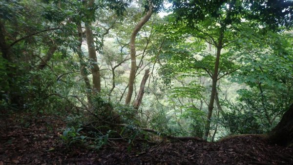 桐林花廊步道596145