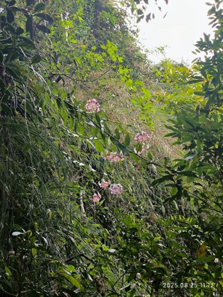 岩壁上的花、艷紅鹿子百合（22869773