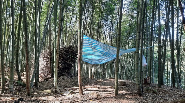 《南投》竹林台灣杉｜溪頭山竹崙山志騰山O繞202302182035837