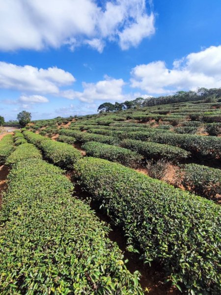 三義三通嶺-銅鑼杭菊（古道巡禮類環島小探險近25K）2957955