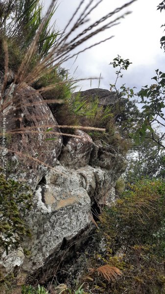 《新竹》斷崖神木｜北得拉曼步道小P繞202510172917523