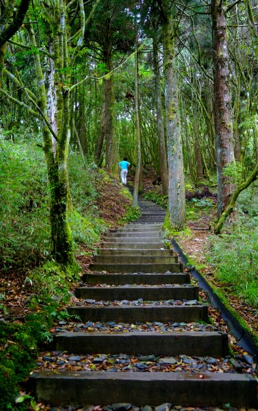 檜山巨木森林步道481596
