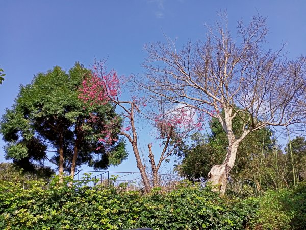 春櫻爛漫迷人的故宮、狗殷勤古道、平菁步道1262212