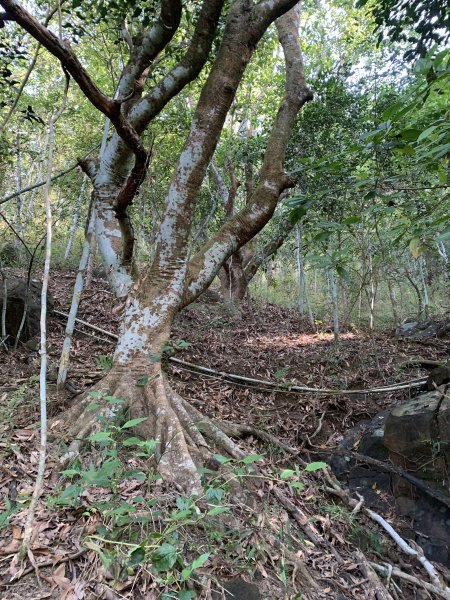 20251122高雄笠山-坦水衍山2945354