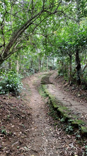 賞桐秘境(石門路-天上山)2135912