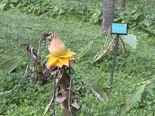 台北 植物園步道3019067