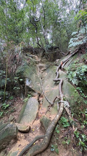 迎新（2026元旦2975555