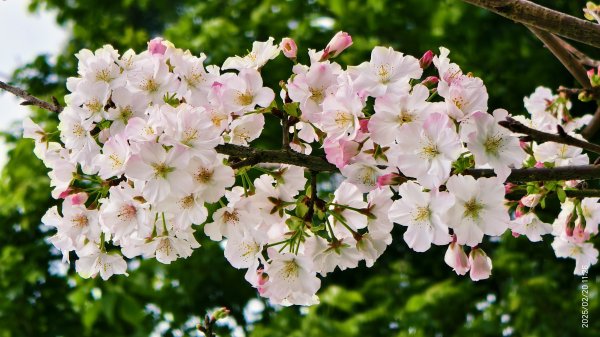 2/20 #天元宮 #墨染櫻(香水櫻)  #楓樹湖 #木蘭花(辛夷)2716245