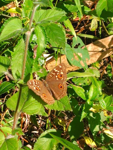 亞麻灣山 日湯真西南峰 亞麻灣山西峰2980023