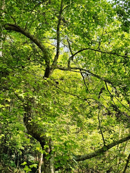 溪頭四秀 - 南投縣鹿谷鄉3023269