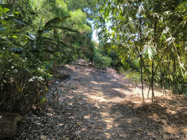 20250906泰山辭修公園、尖棟山、69步道、瓊仔胡2879471