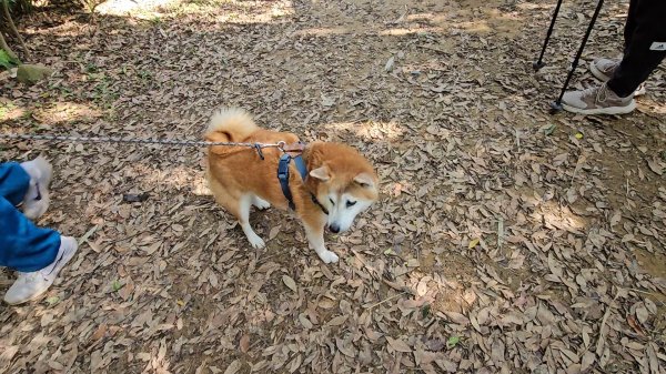 20251215林口森林步道+太平嶺海濱步道2969358