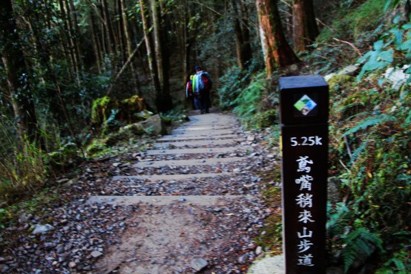 橫嶺+鳶嘴+稍來 縱走 ~ 氣象萬千 一路驚豔 ! 495004