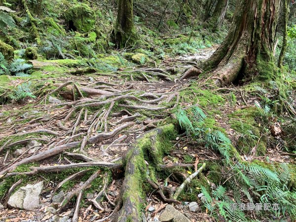 【谷關七雄】八仙山主峰步道2894888