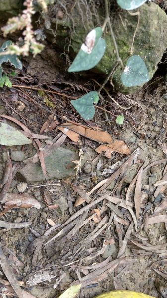 新溪洲山之樂400376