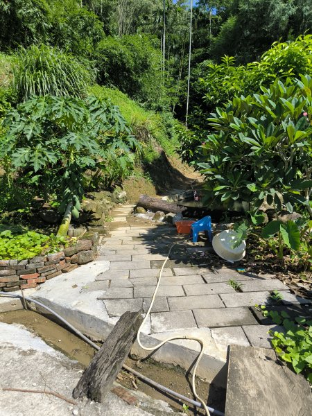 20250913微笑山線：【天上山系】望月亭桐花段2883454