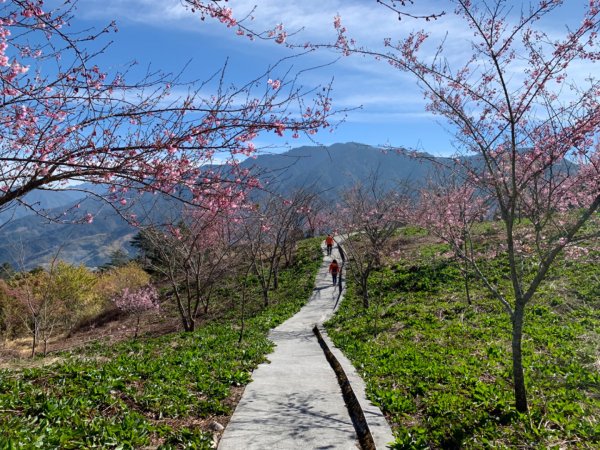 梨山賓館步道875975