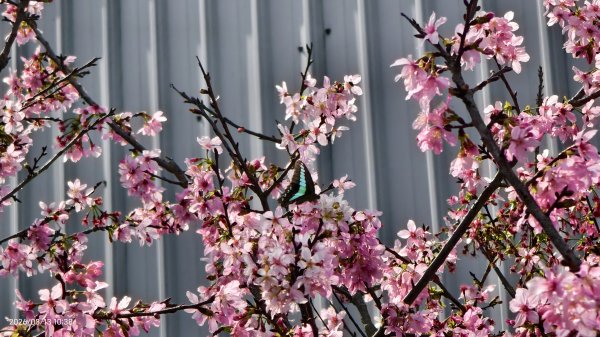 #西龍巖寺 #八里療養院 #黃花風鈴木 #青帶鳳蝶 #虎山 #101大樓  3/133014411