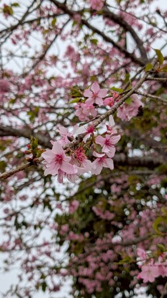 雲嘉五連峰 (大尖山、二尖山、馬鞍山、梨子腳山、太平山)2991058