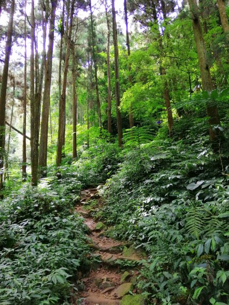 南投鹿谷~山野叢林不斷的陡上陡下~鳳凰山1098073