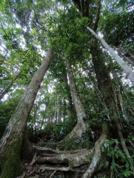 外鳥嘴山+蓮包山O型1686340