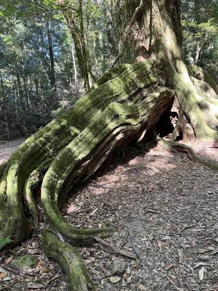 雪見大板根2959268