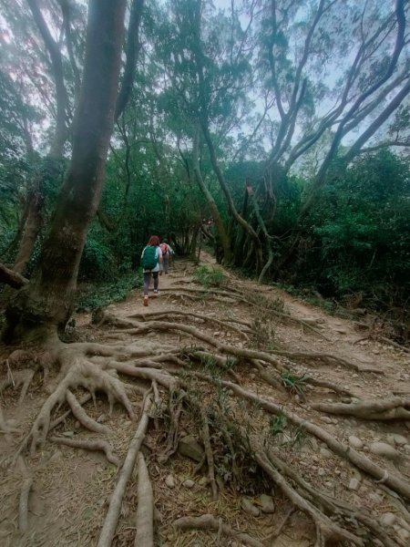 新竹［飛鳳山+中坑山+石壁潭山+大板根o形縱走］2231636