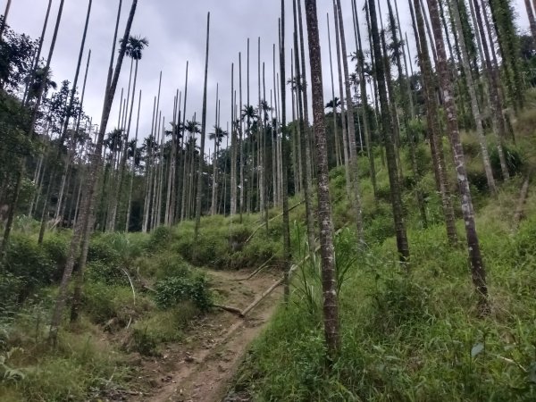 雙溪區彎穹平林山+平湖東步道+紙坑古道(億山煤礦)+紙坑山出平水聚落O型2965787