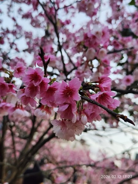 【新春賞櫻樂】平菁街42巷、宜蘭頭城火車站、二二八和平公園、東湖樂活公園3007723