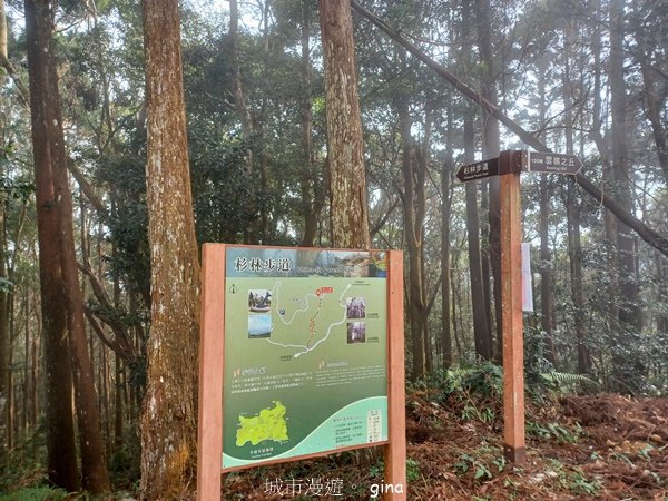【雲林古坑】療育綠廊。 雲嶺之丘 x杉林步道x五元二角2760585