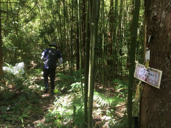 黑森林登山口左線上小島田山、右線下黑森林峰o型走一圈、路徑原始涼爽舒適⋯2189626