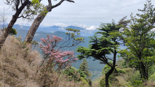 探勘大塔山最高峰艱難路線2024年5月19日2507840