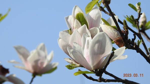 雲山水花鳥蝶 - 天龍國阿伯的日常 3/112063762