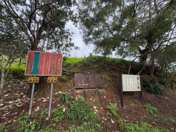 2025元旦 新店獅頭山（小獅山）順遊 高麗坑山，員潭子坑山，待荖坑山，樟湖山，樟山 出政大2680984