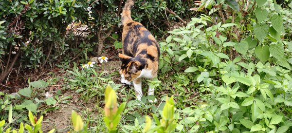 2025/10/24_明德水庫湖濱步道2925671