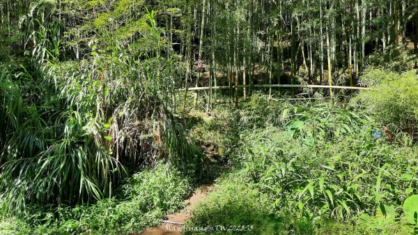 《南投》溪頭三秀｜溪頭山竹崙山志騰山O繞樟仔林林道202509212893443